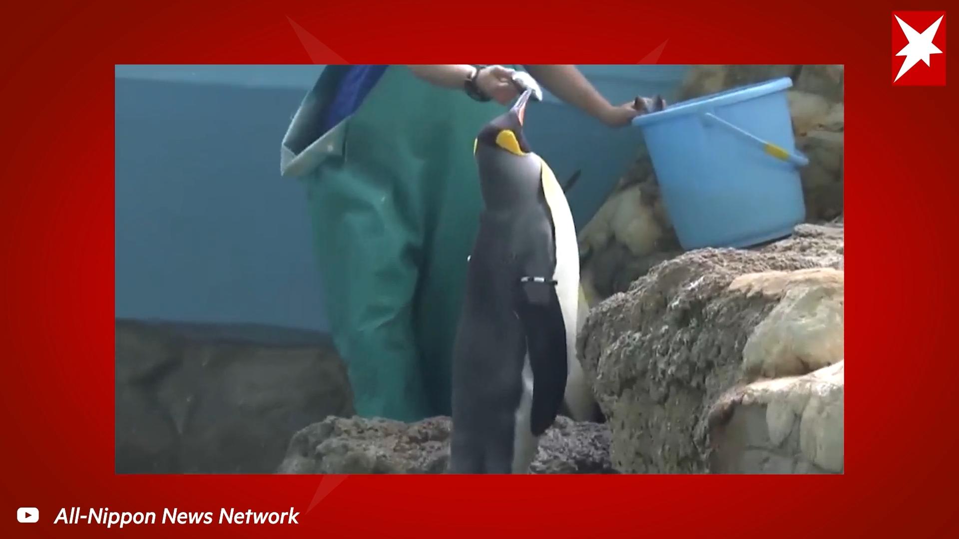 Pinguine verweigern das Futter Keine Lust auf Billig-Fleisch!