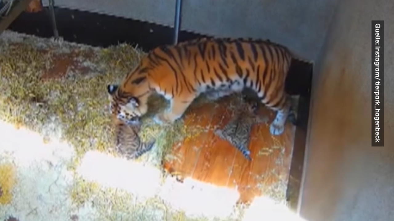 Update: So süß sind die Tigerbabys jetzt Tierpark Hagenbeck