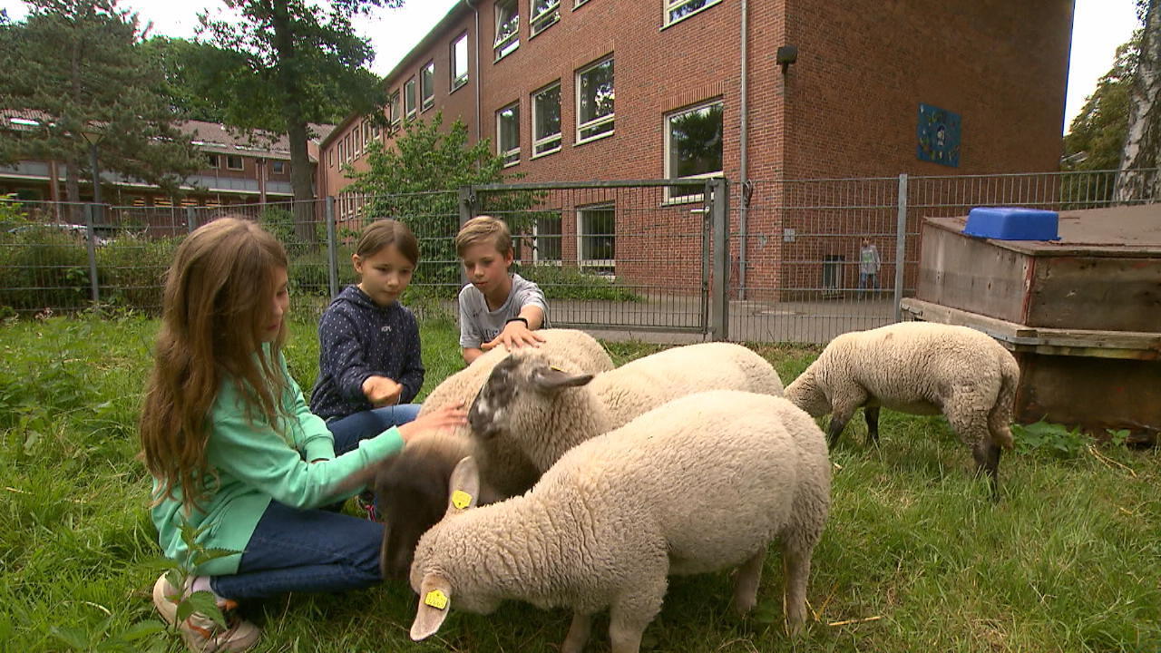 Tierische Mitschüler in Hamburg-Lokstedt Schafe streicheln statt Tafeldienst