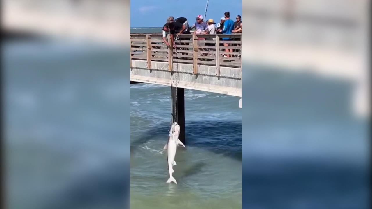 Angler ziehen Hai brutal mit Haken aus dem Wasser Hai in Texas von Fischer gefangen
