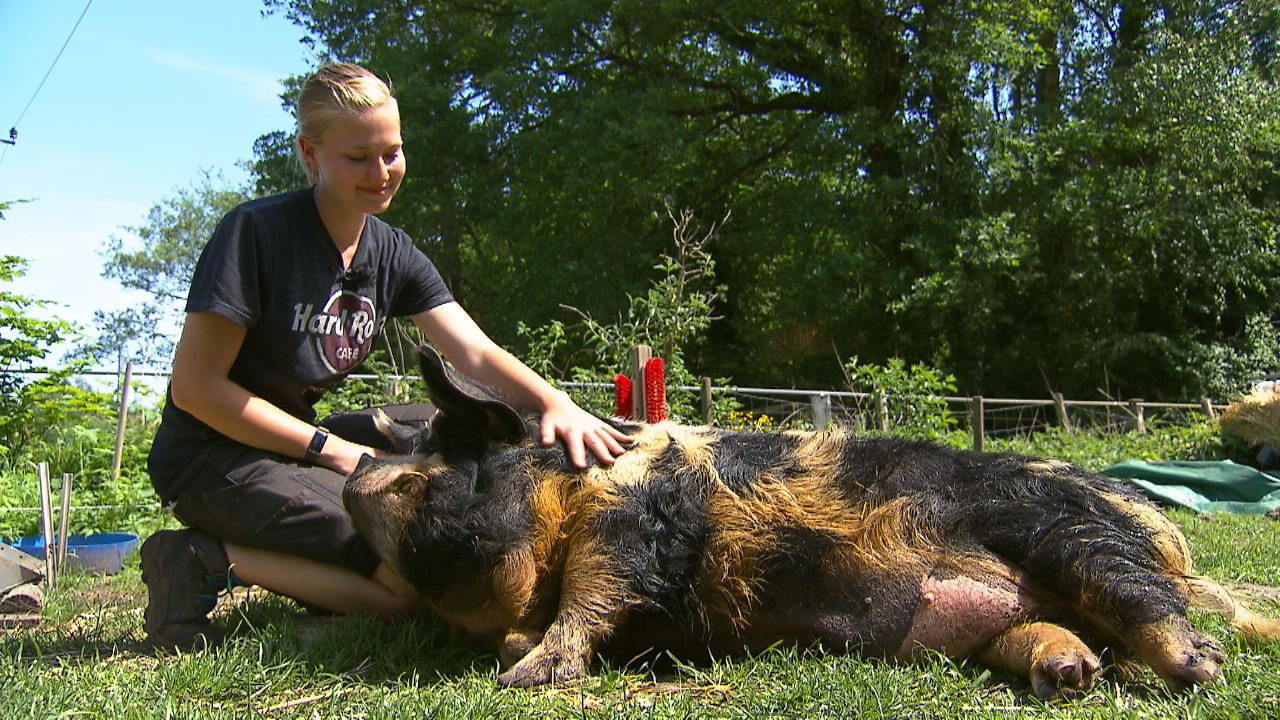 Meike (25) rettet Schweine vor dem Schlachter Saustark