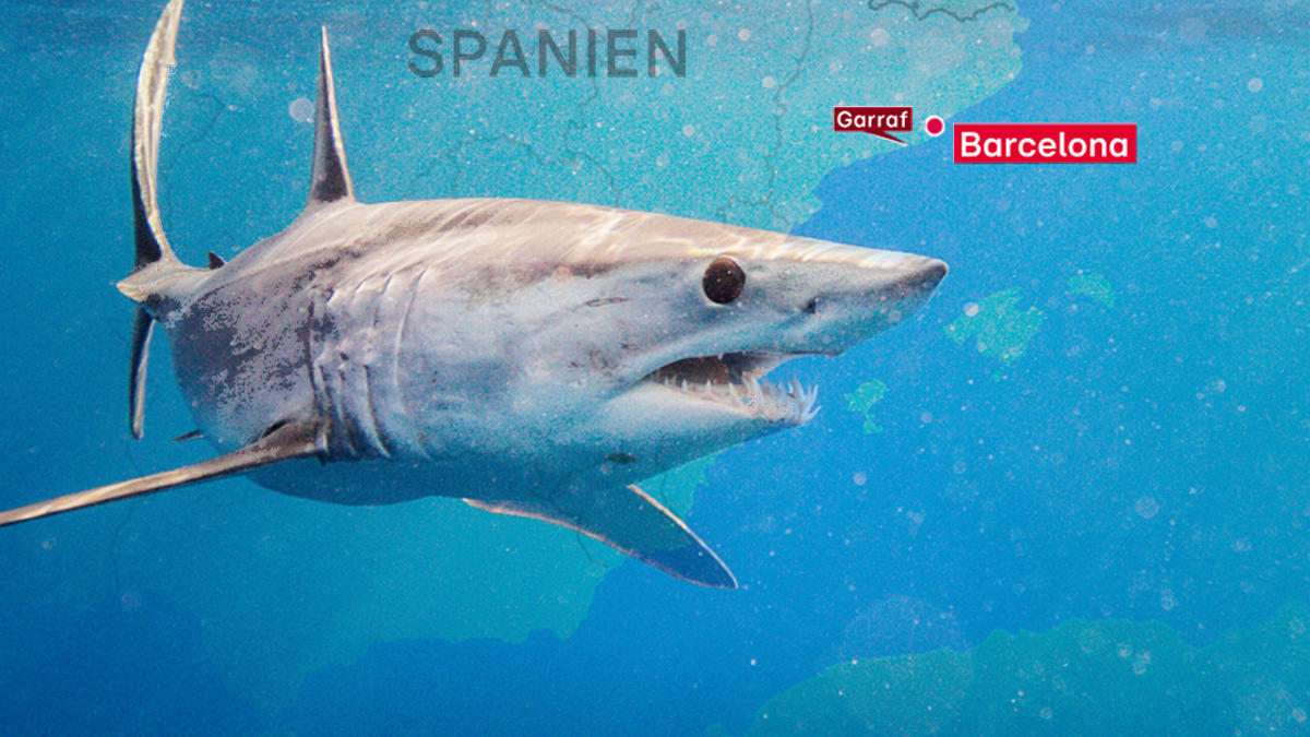 Killer-Hai vor Küste Spaniens gesichtet Selbe Art tötete zwei Menschen