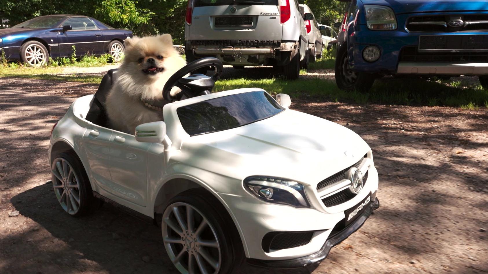 Pomeranian Baki kommt im eigenen Cabrio Glamour bei "Top Dog Germany"