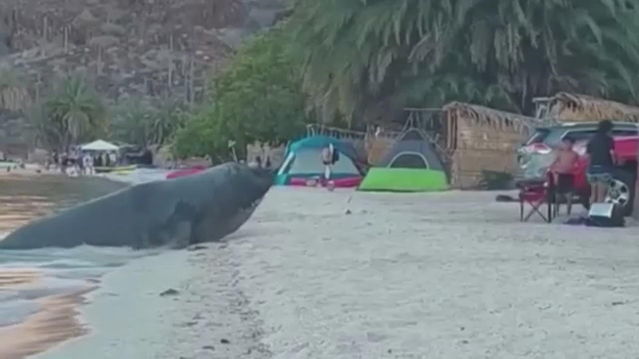 Platz da! Riesiger See-Elefant erschreckt Familie im Urlaub So schnell verliert man seinen Platz am Strand