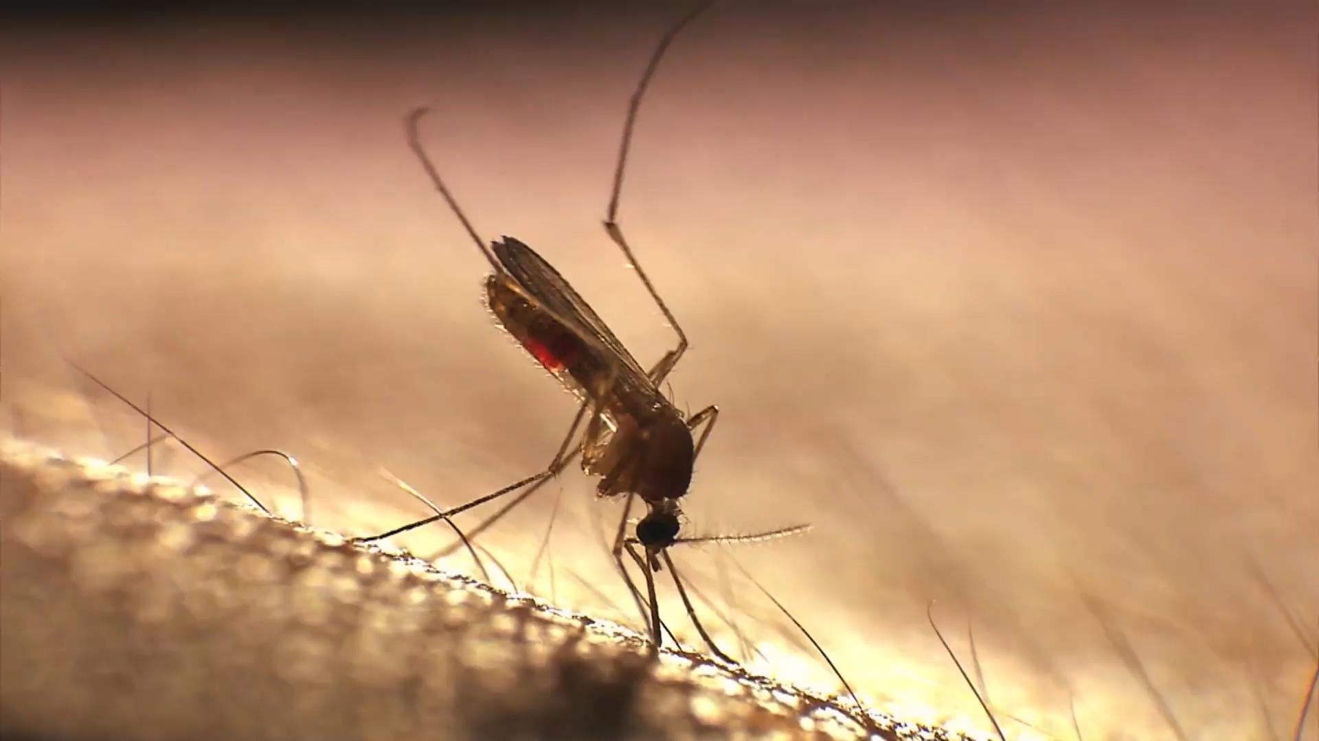 Darauf fliegen Mücken wirklich ab Von wegen süßes Blut!
