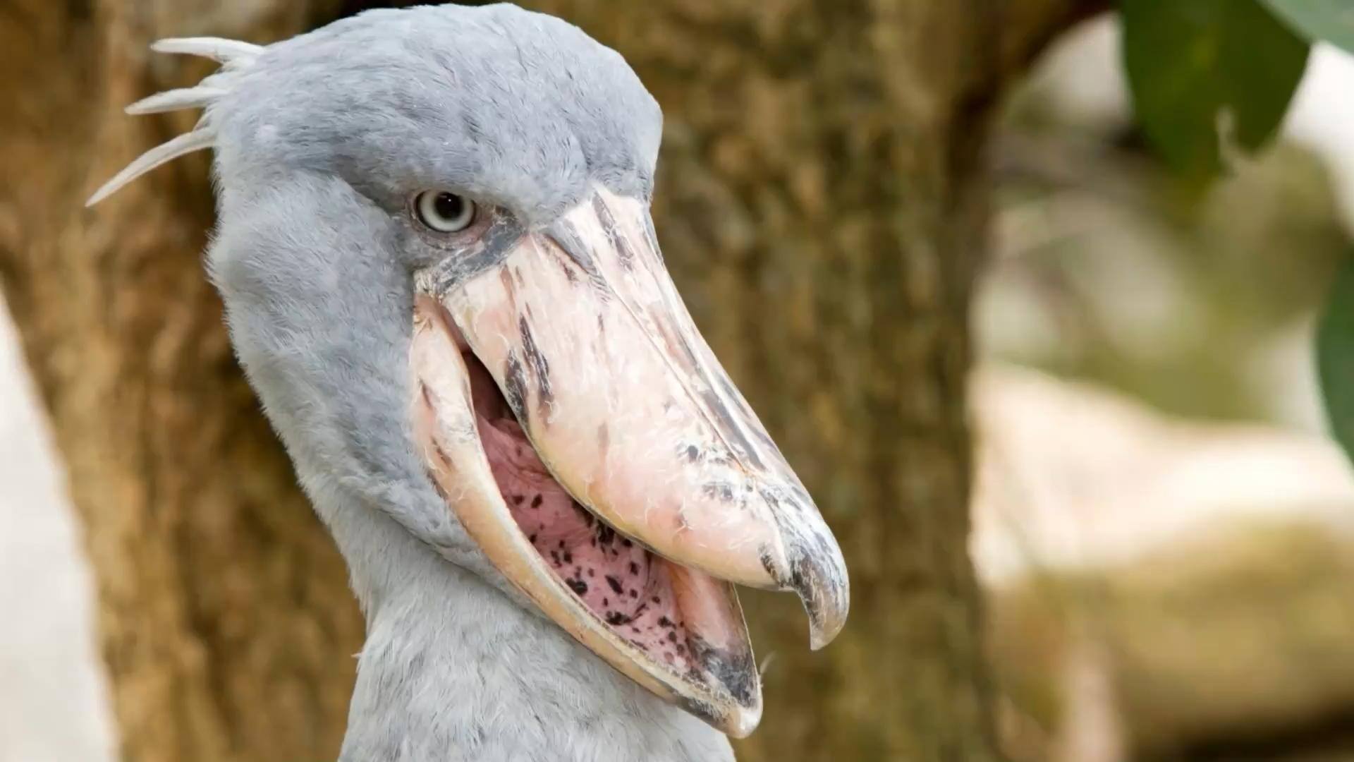 Dieser seltene Dino-Vogel sucht einen Partner Von Aussterben bedroht