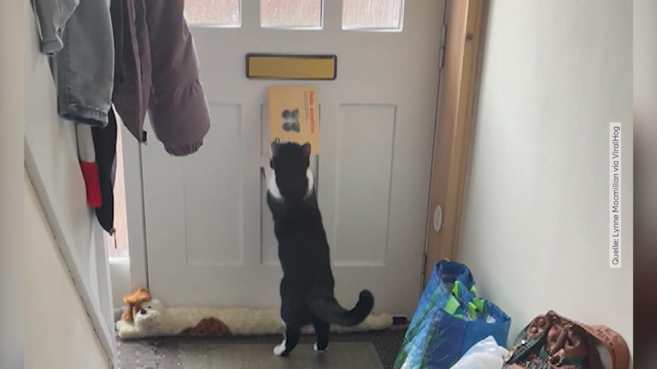 Kater Leo nimmt jeden Tag die Post an Tierische Haushaltshilfe