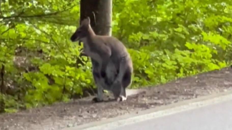 Bayern: Mann filmt Känguru - am Straßenrand! "Wäre schade, wenn es überfahren wird"