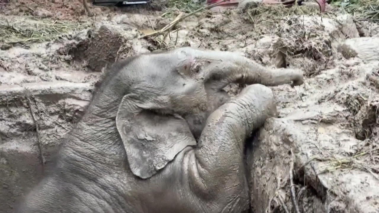 Mutter und Baby fallen in ein Loch Dramatische Elefanten-Rettung