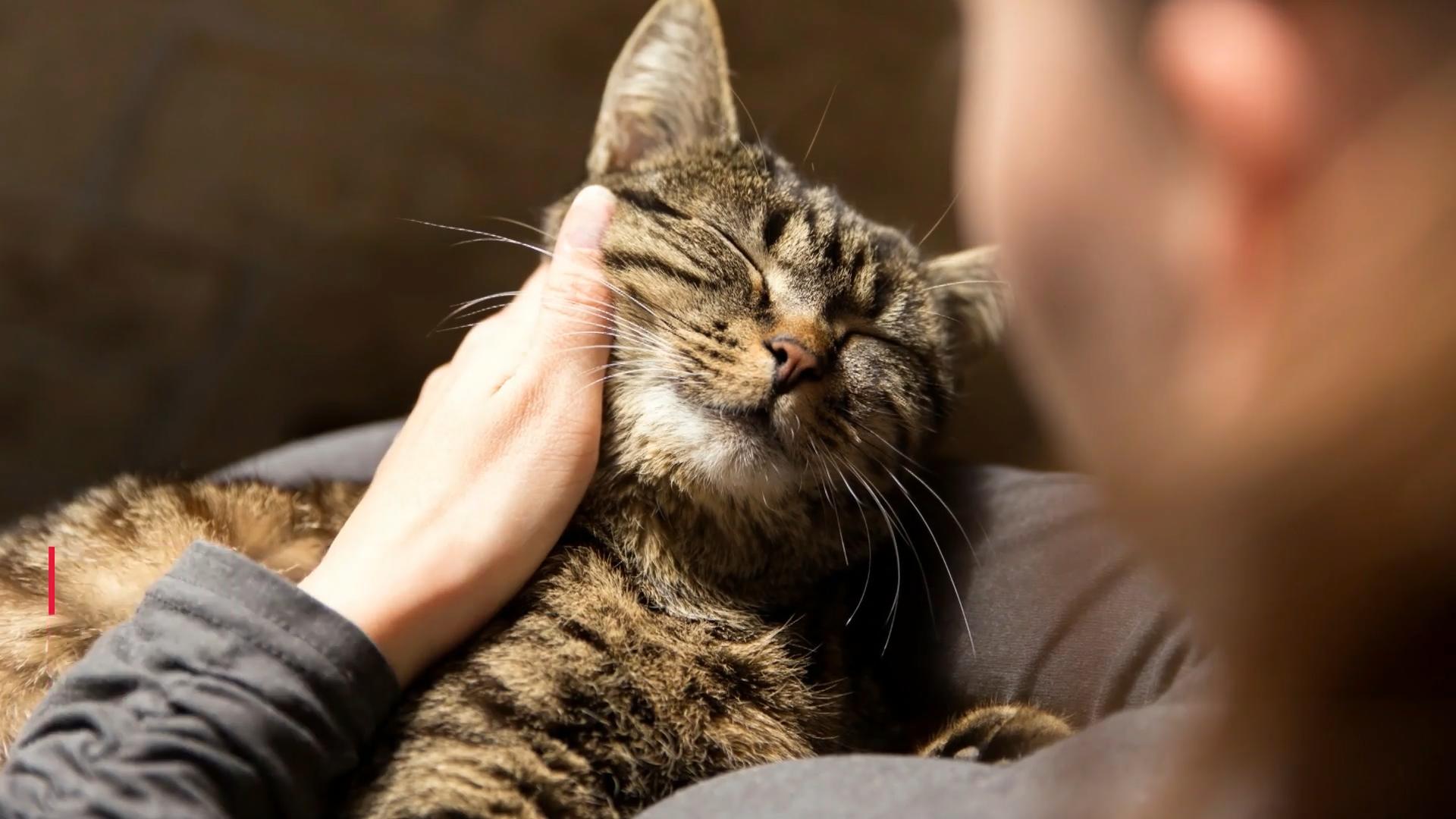 Diese 3 Zeichen verraten Ihnen, ob Ihre Katze glücklich ist Verräterische Verhaltensweisen