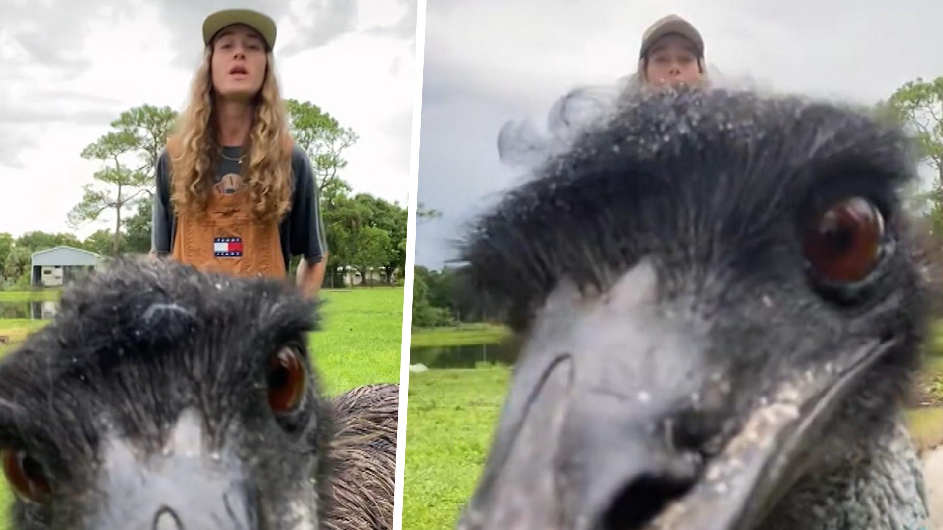 Naughty emu crashes videos - and becomes an internet star! 