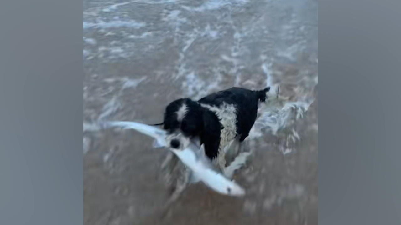 Dog fishes shark out of the sea When the hunter becomes the hunted