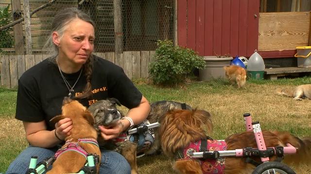 Her lease was terminated. She gives dogs in wheelchairs a second life