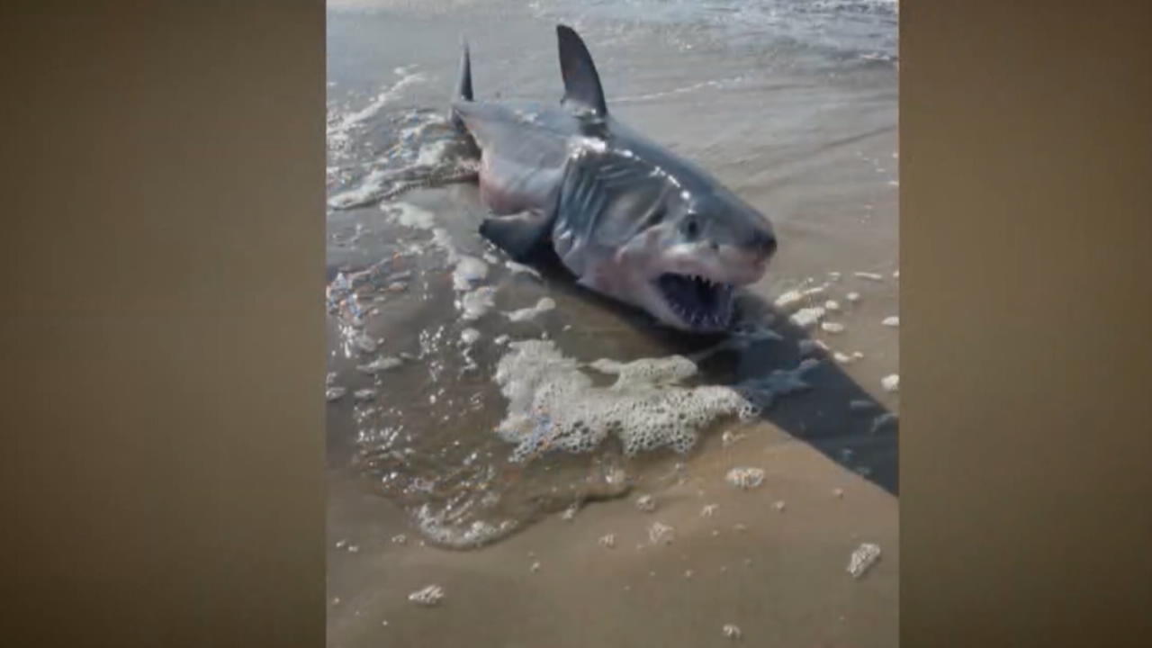 Grande squalo bianco trovato sulla spiaggia - quinto attacco già quest'estate dopo aver aggredito ragazzi di 16 anni