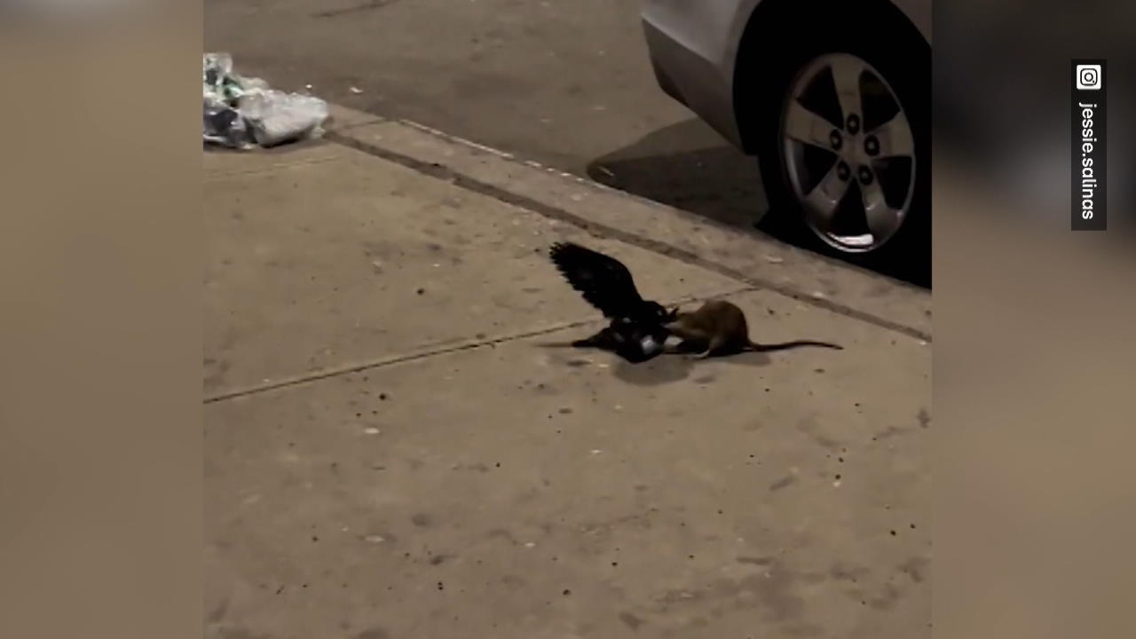 Battle of the Troubled: Rambo the Rat affronta il piccione per le strade di New York