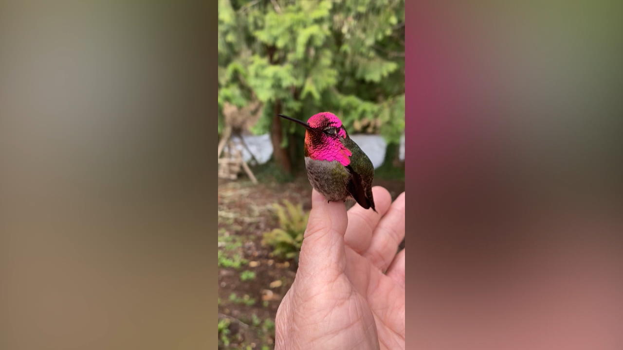 Federleichtes Farbenspiel: Kolibri macht auf Discokugel Beeindruckende Aufnahmen
