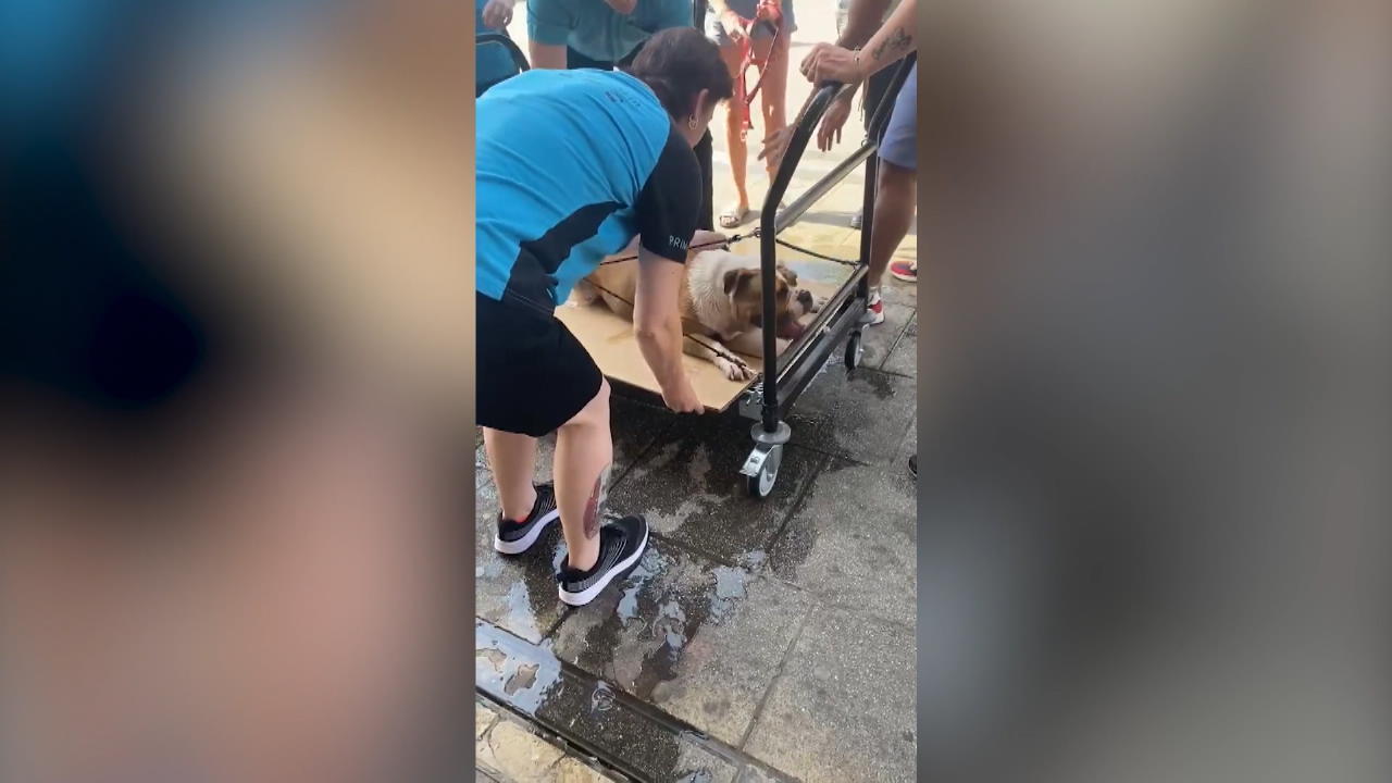 Bulldog è crollato durante il caldo estivo Salvataggio di emergenza