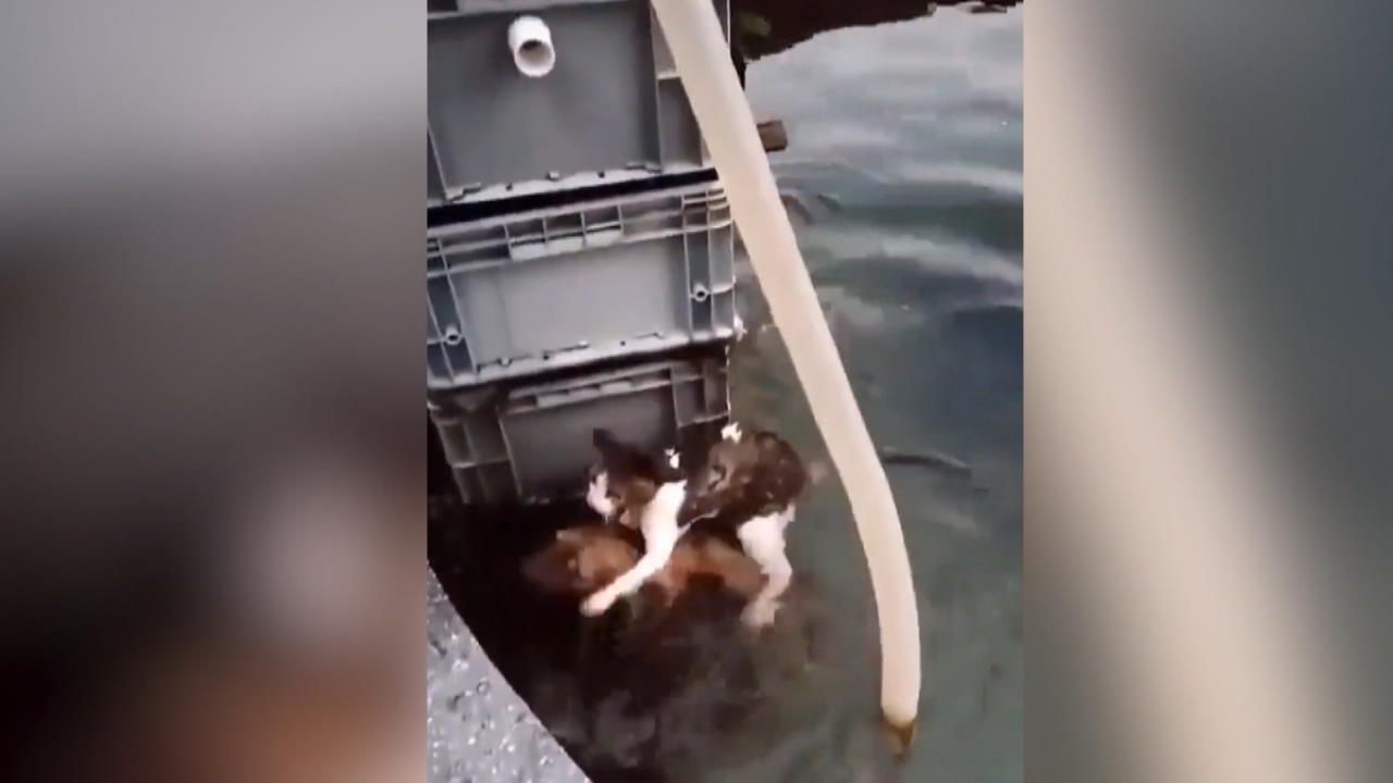 Katze fällt in Teich - doch ihr Hundefreund kommt zur Hilfe Wie süß!