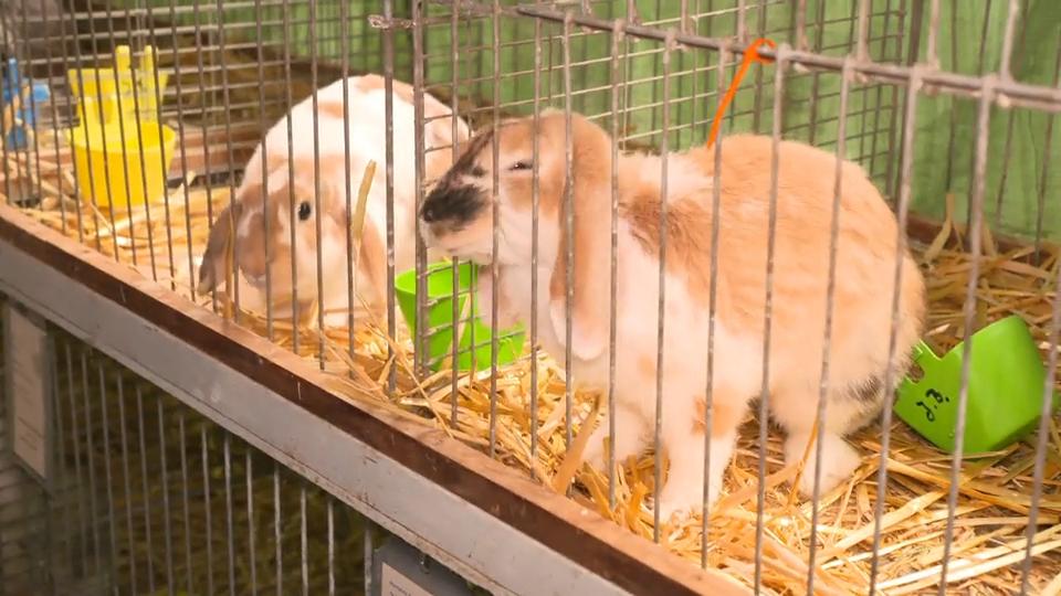 Besuch beim Kaninchen-Weitsprung 