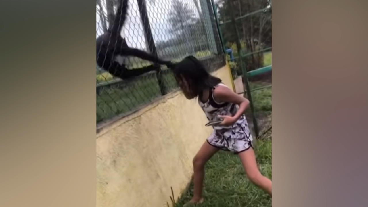 Mädchen schlägt auf Tiergehege - Affen rächen sich sofort! TikTok-Video geht viral