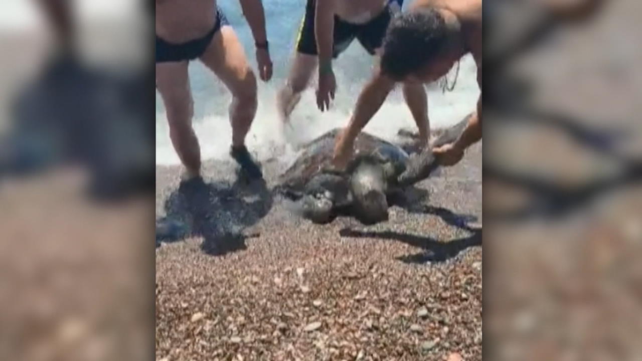 Taucher rettet Meeresschildkröte durch Mund-zu-Mund-Beatmung Erste-Hilfe-Maßnahme