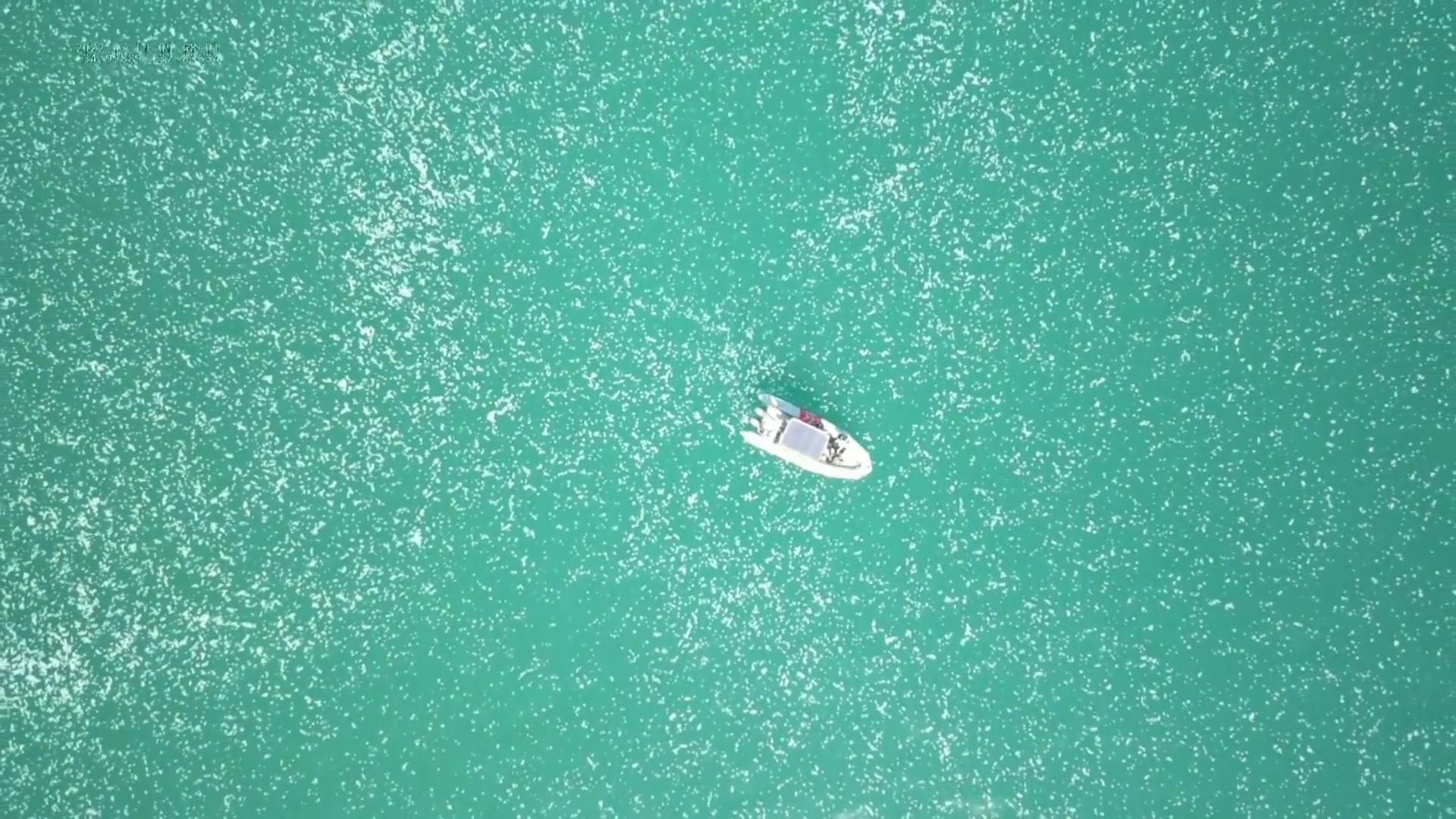 Riesiger Quallen-Schwarm terrorisiert Schwimmer Drohne zeigt Invasion in Israel
