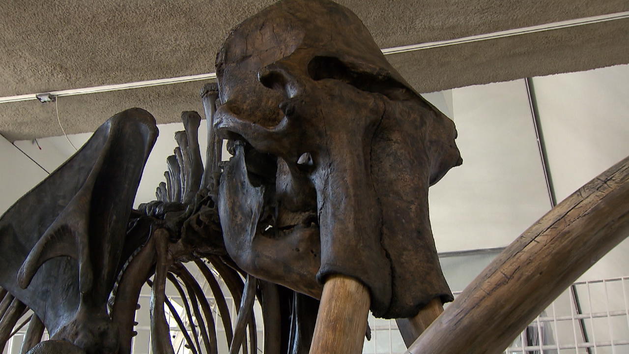 Mammut-Skelett in Münster aufgebaut Willkommen Zuhause