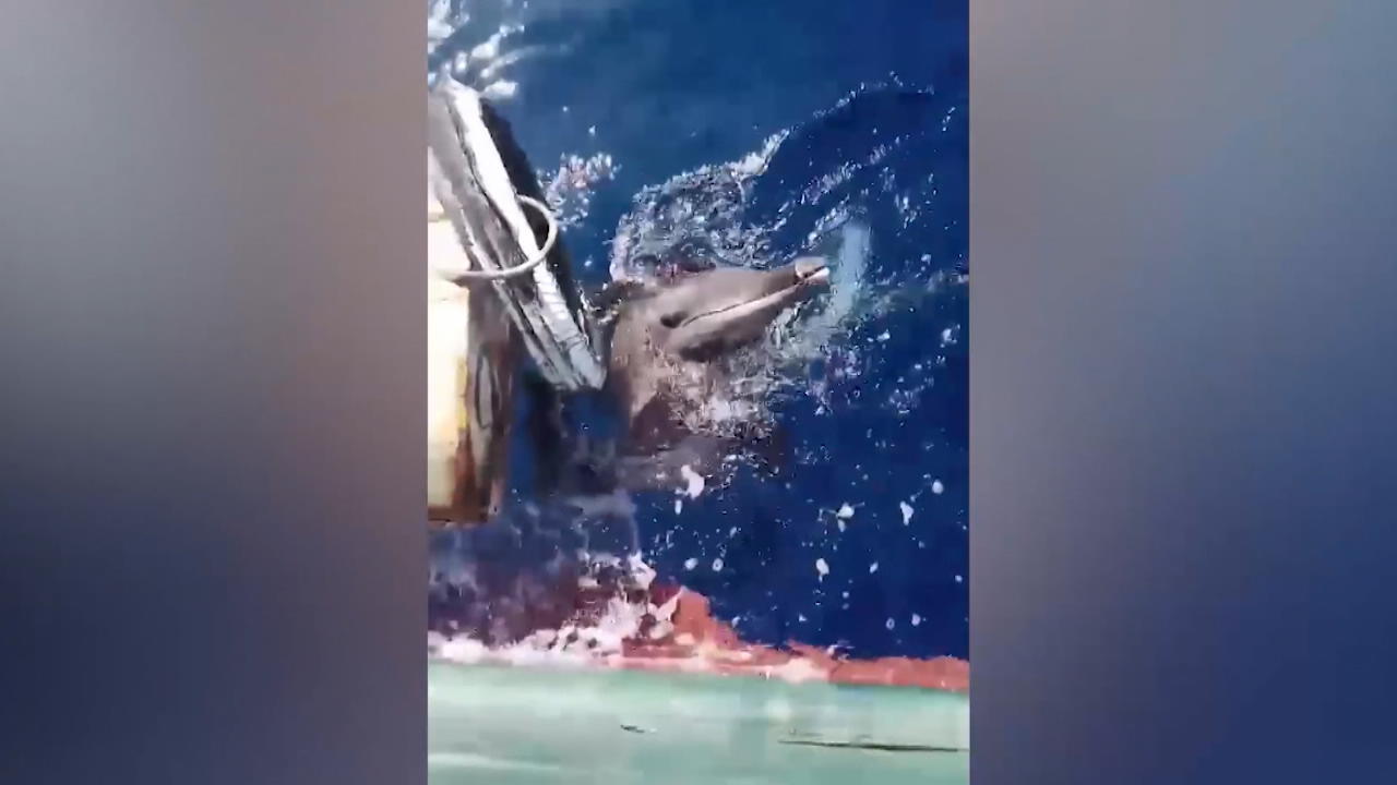 Saved from death: Fischer helps dolphins from a safe place Don't be afraid of physical contact