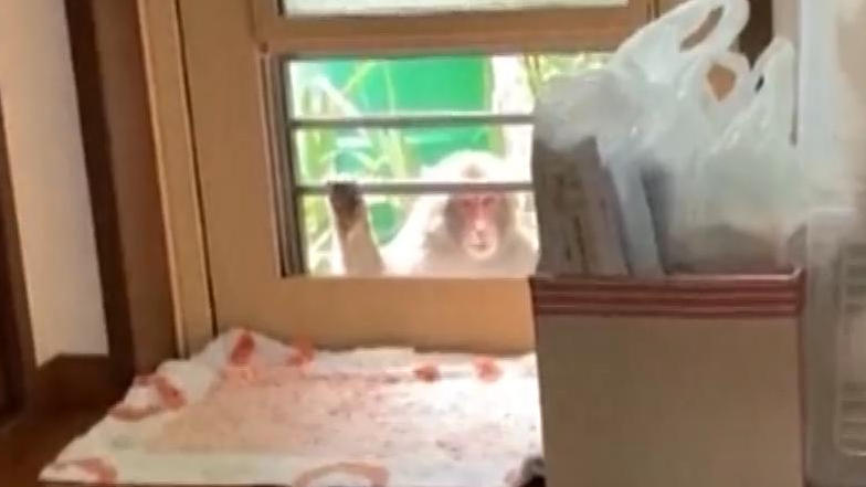 Aggressive Affenbande will Babys entführen - hier lauern sie Brutale Attacken in Japan