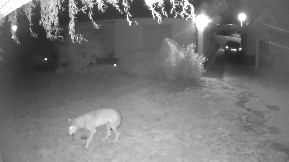 Wolf geht nachts auf Beutezug in Gärten Anwohner verbarrikadieren sich
