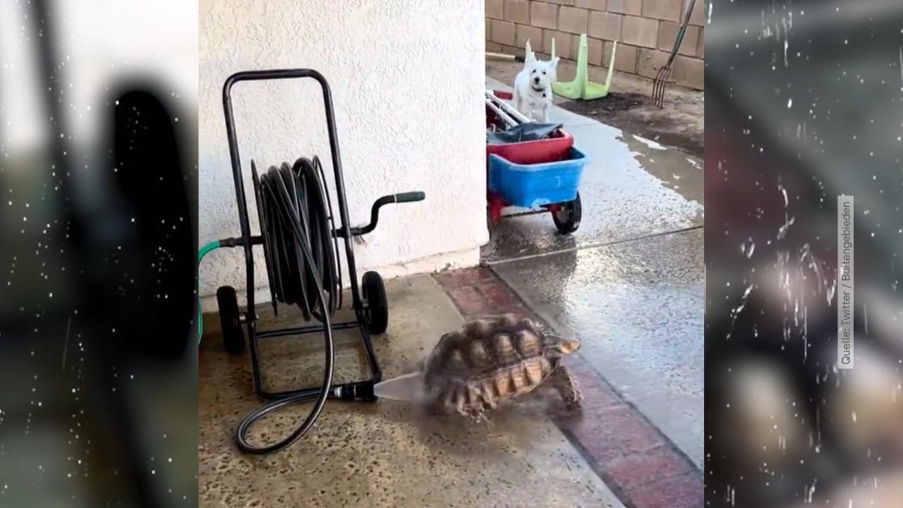 Hund spannt Schildkröte beim Duschen aus Dabei wollte sie sich nur putzen!