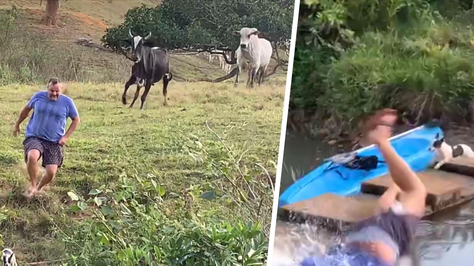 Mann provoziert Rinder - und bereut es sofort! Kleiner Ausflug in den Fluss