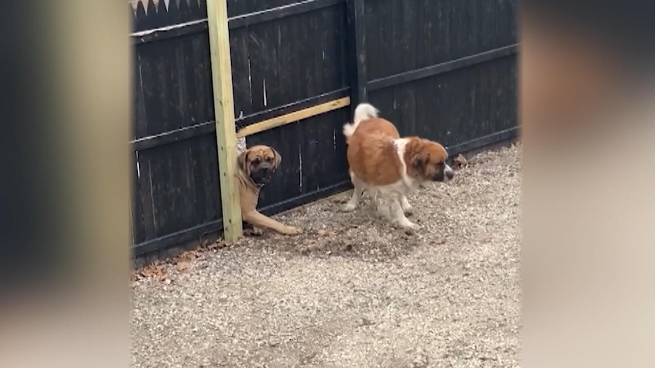 Hunde brechen Loch in Zaun - um sich zu sehen Unzertrennliche Vierbeiner