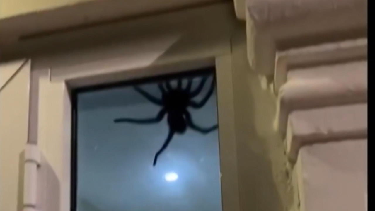 Mann schlägt Monster-Spinne in die Flucht Ekel-Alarm im Haus