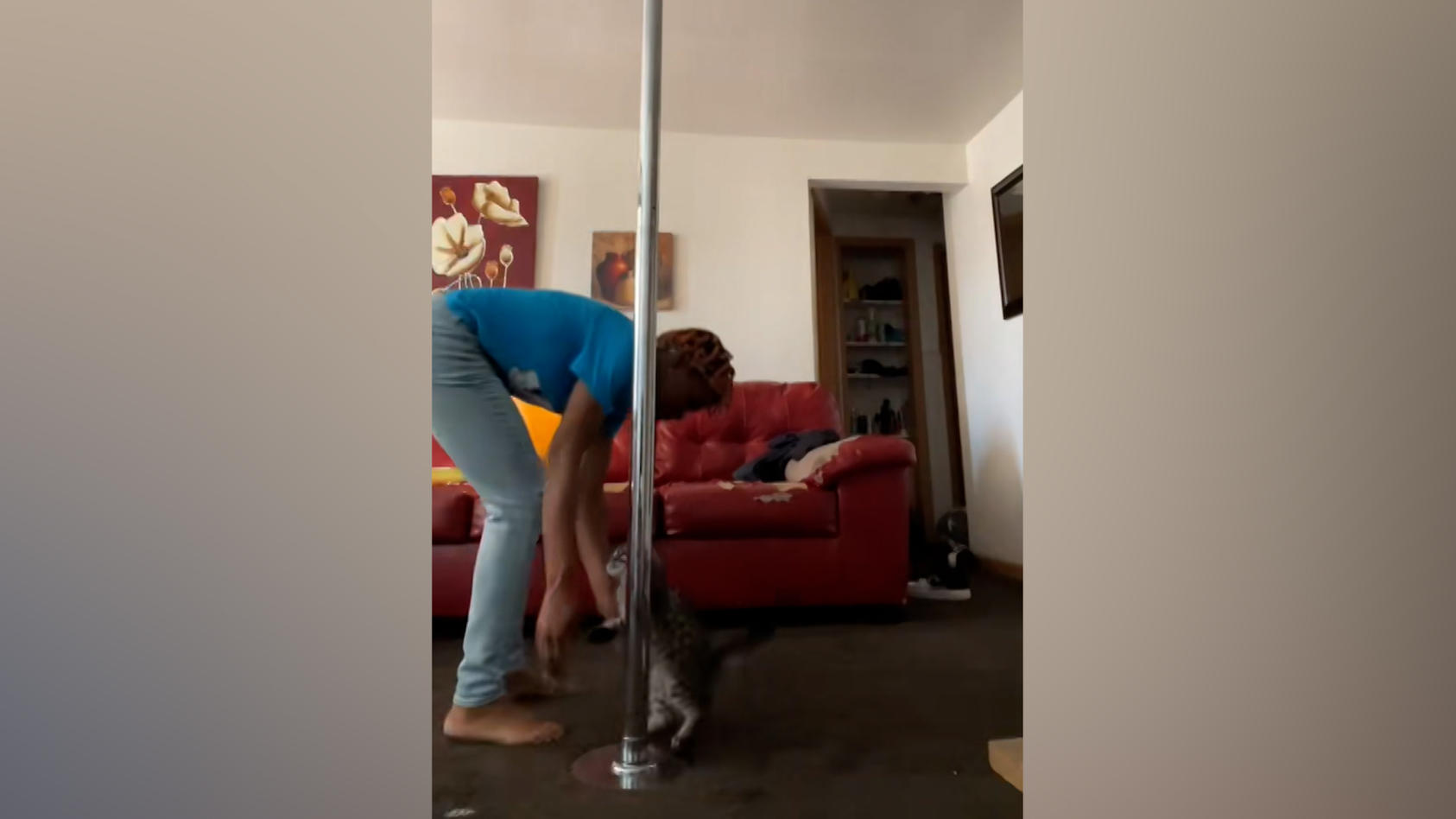 Katze macht Poledance an der Stange Und das ohne richtige Finger!