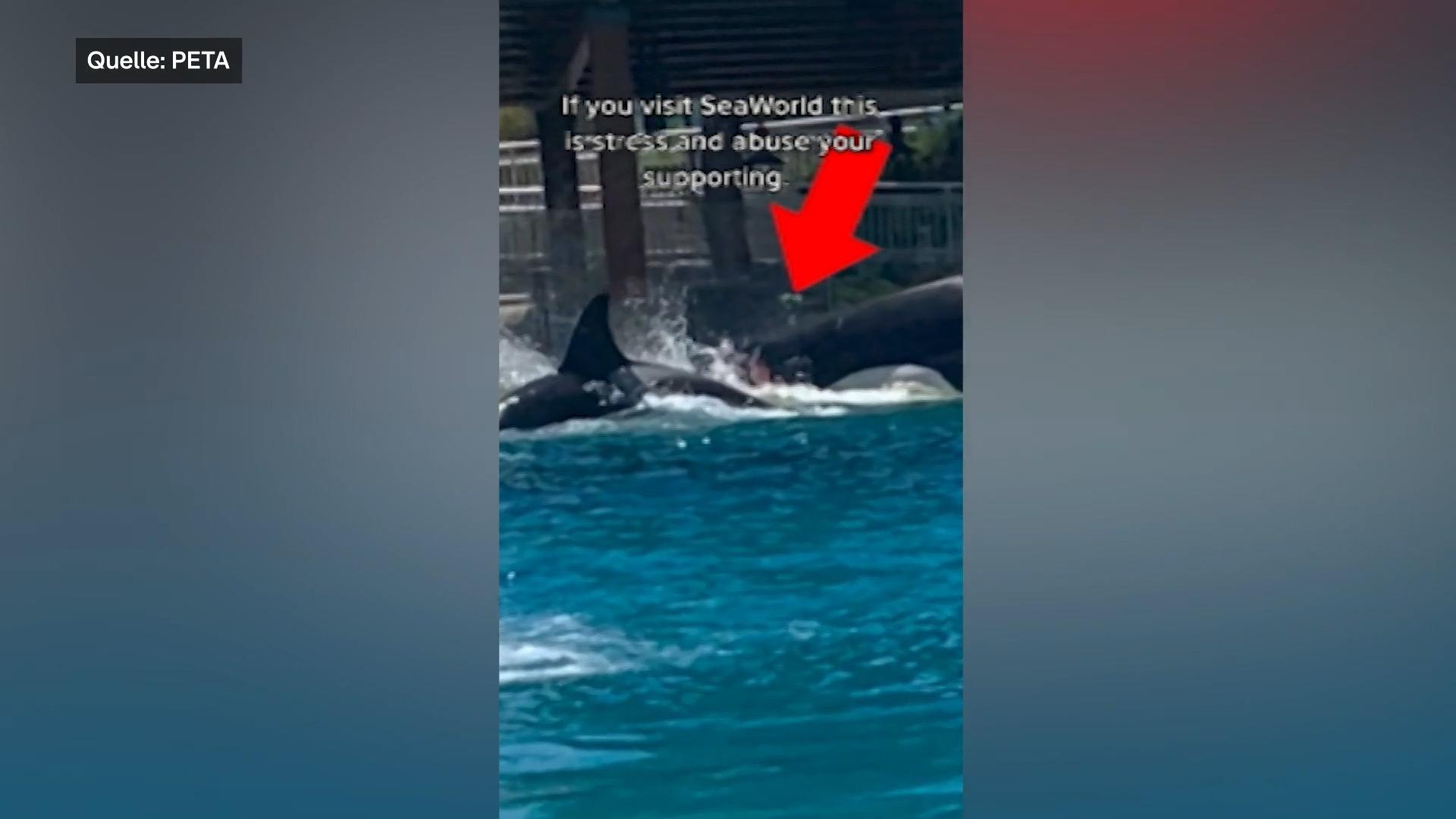Peta-Vorwurf: Killerwale greifen sich in SeaWorld-Park an Schockierende Aufnahmen