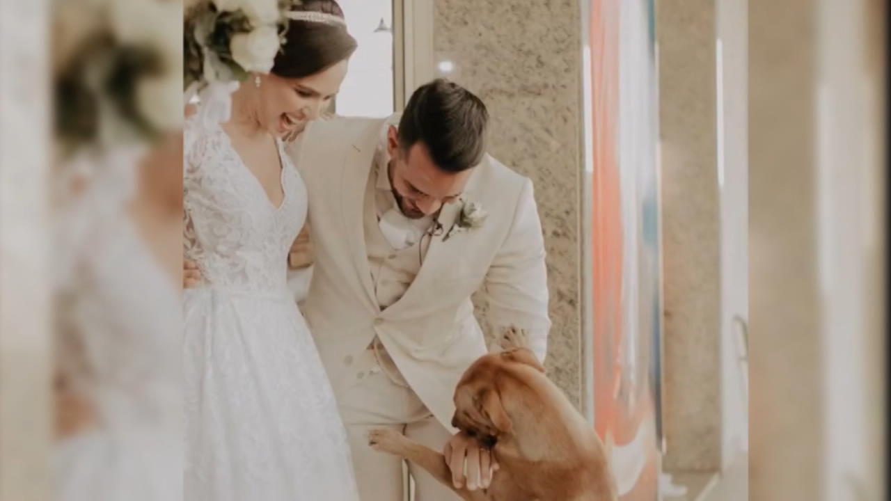 Hundewelpe crasht Hochzeit - und wird adoptiert! "Mein Herz schmolz dahin!"