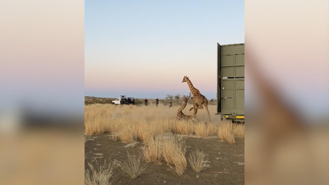 Schussel-Giraffe stolpert aus Transporter Lustiges Missgeschick