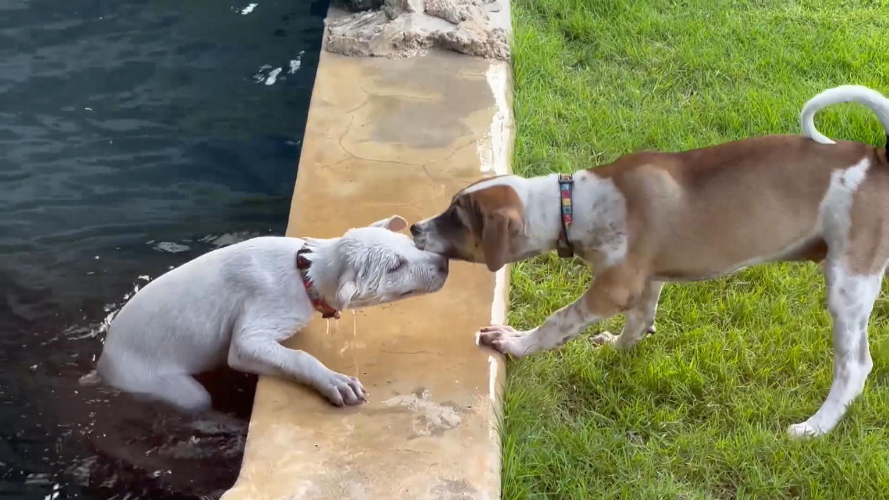 Un perro salva a su amigo de ahogarse, un héroe de cuatro patas