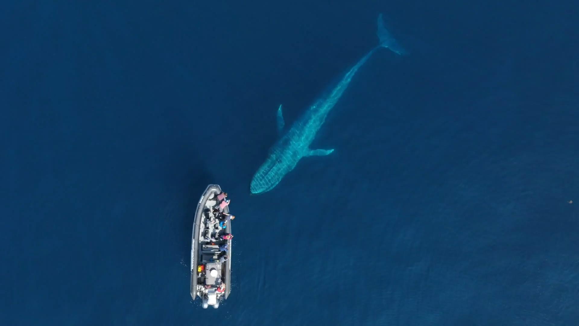Magischer Moment im Video: Blauwal schwimmt unter Boot durch Spektakuläre Drohnen-Aufnahmen
