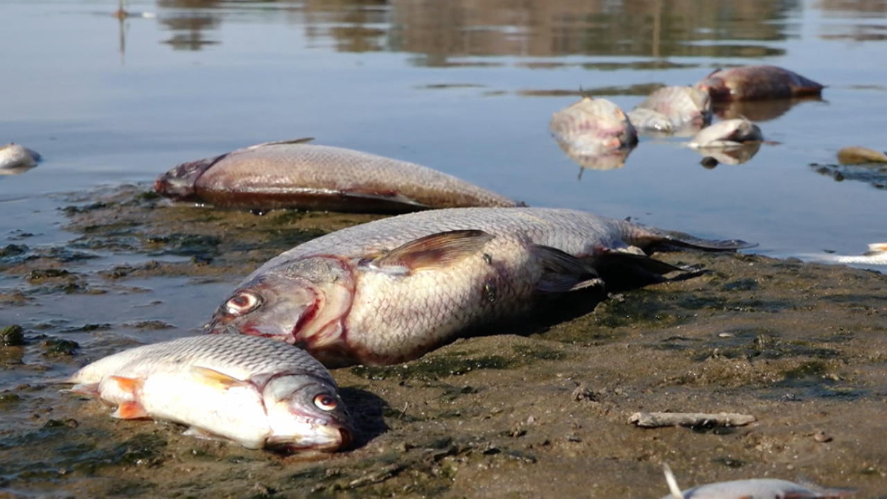 Fische sterben in der Oder aufgrund von Gift Fischsterben in der Oder