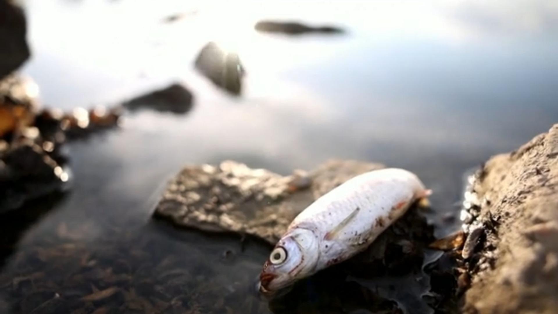 Quecksilber nicht die Ursache für Fischsterben Umweltkatastrophe in der Oder