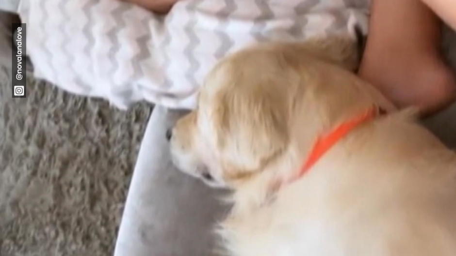 Armer Oreo! Novalanaloves Hund ist eifersüchtig aufs neue Baby