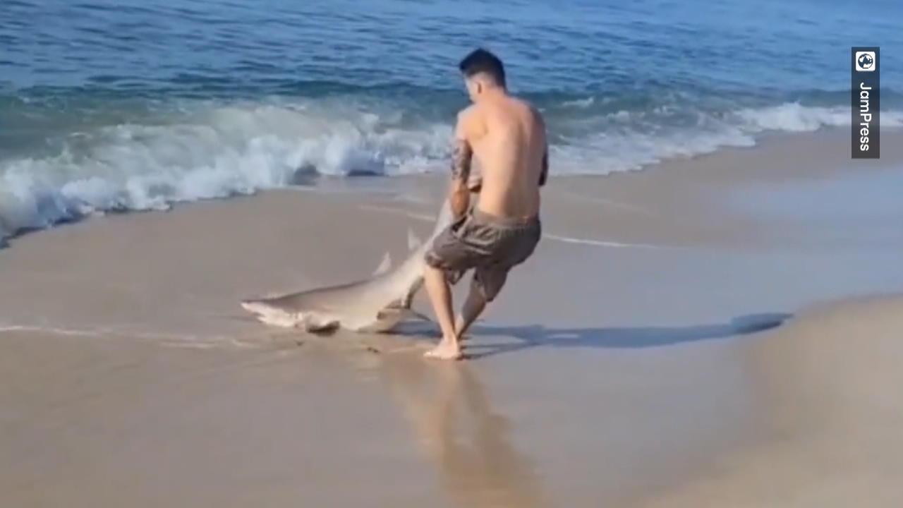 New York: Fischer ringt mit Hai am Strand Das Tier wollte er nicht am Haken haben!