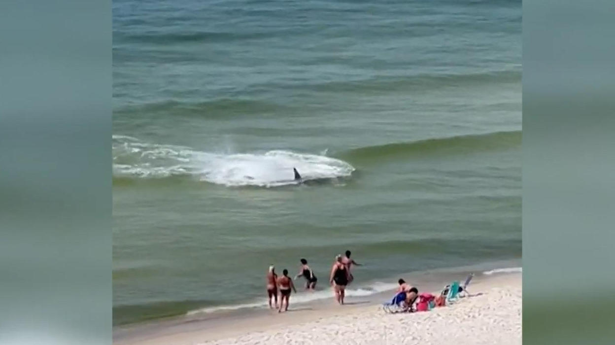 Touristen flüchten vor Riesen-Hai aus dem Meer Horror-Szene am Orange Beach