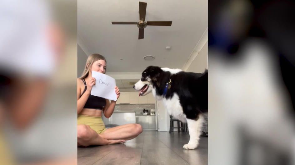 Kann der etwa lesen?! Hund hört auf Anweisungen auf Papier Vierbeiner wird zum Bücherwurm