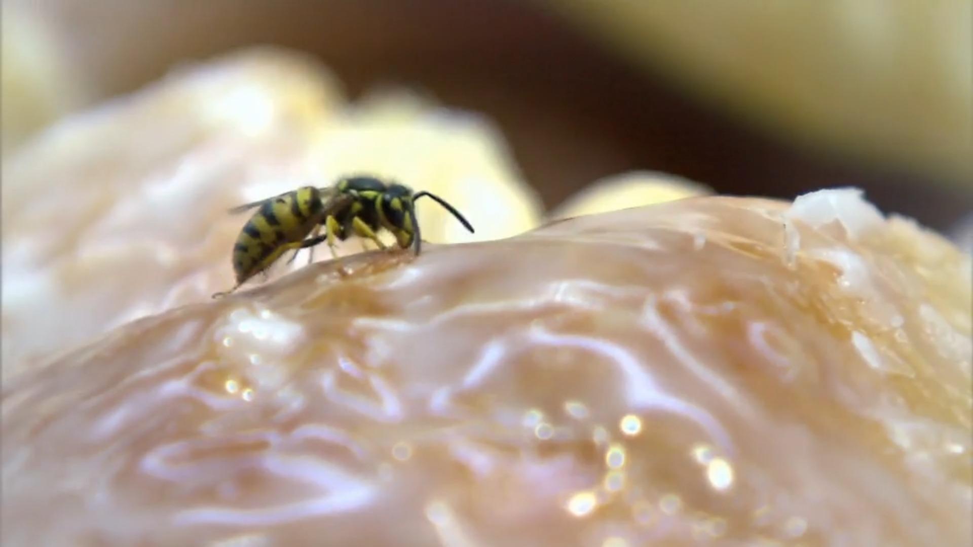 Das verscheucht Wespen - wirklich! Wir machen den Test und fragen Experten