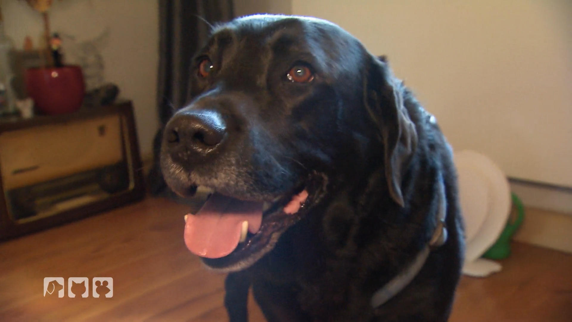 Labrador Bruno hat Ohrenschmerzen Was ist die Ursache?