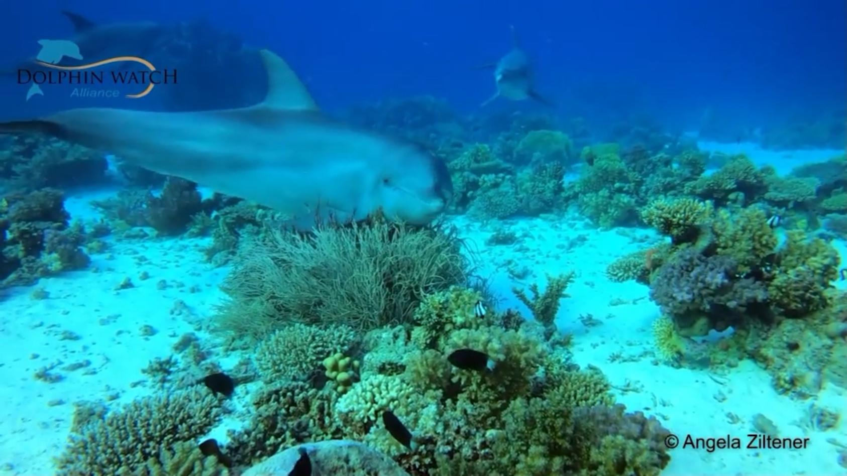 Gießen: Auch Delfine greifen zu Hautpflegeprodukten Korallen-Meeres-Spa