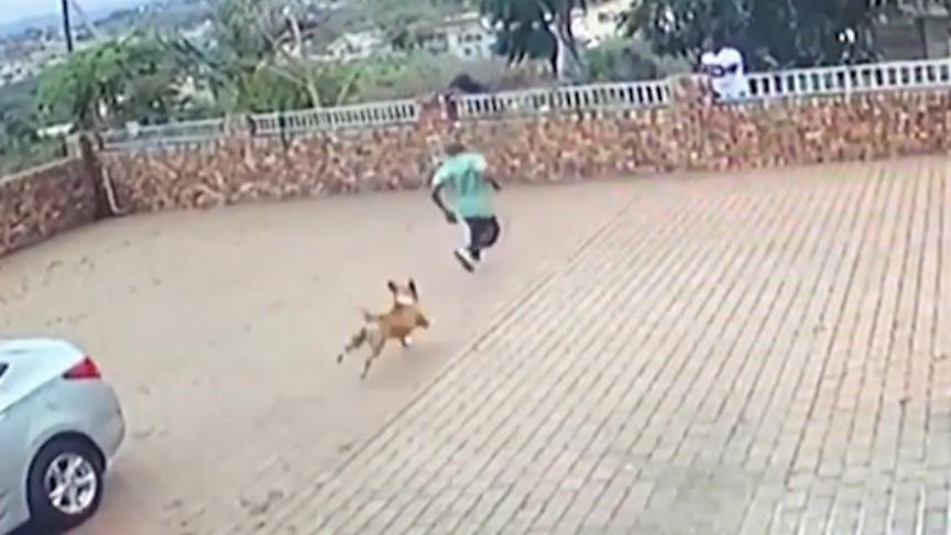 Hund nimmt es mit fünf Einbrechern auf Vorsicht vor dem Wachhund!